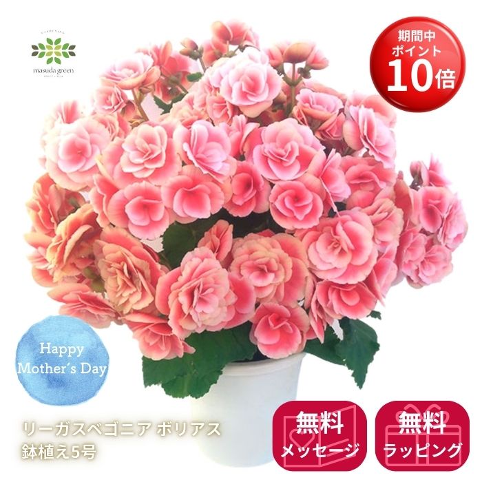 【お買い物マラソン期間 ポイント10倍】 早割 母の日 リーガースベゴニア 《 ボリアス 》5号カゴ入 送料無料 リーガスベゴニア フラワーギフト プレゼント 人気 ピンク 贈り物 バラ咲き 花 生花 鉢植え 鉢花 誕生日 お礼 お祝い 結婚祝い 2026
