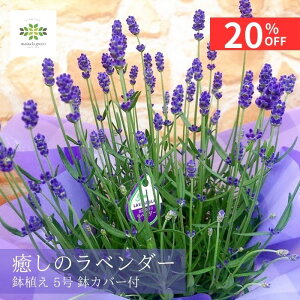 【スーパーSALE 20%OFF】早割 2024 母の日 イングリッシュ ラベンダー 鉢植え 5号 カバー付 送料無料 紫 ギフト プレゼント ギフト 人気 贈り物 花 癒し 生花 鉢 ドライフラワー リラックス 誕生日 お礼 お祝い 開店祝い 結婚祝い