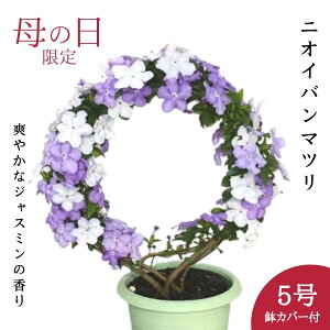 送料無料 2023年 母の日 【 爽やかな香り! ニオイバンマツリ アメリカジャスミン 鉢植え リング 仕立て 5号 】ギフト プレゼント 人気 おすすめ ジャスミン 贈り物 花 生花 珍しい 希少 鉢花 誕生日 お礼 お祝い 父の日 結婚祝い