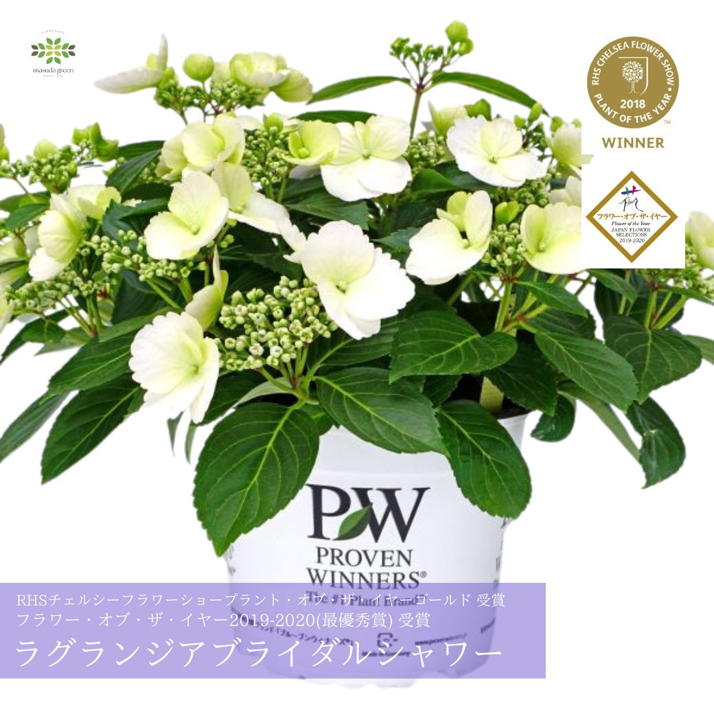 遅れてごめんね母の日 アジサイ 鉢植え ラグランジア ブライダルシャワー 5号 送料無料 紫陽花 あじさい 開花株 最優秀賞受賞 珍しい 母の日 母の日ギフト プレゼントのサムネイル