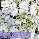 母の日 アジサイ 鉢植え ホワイト 白《 プロポーズフォーユー 》 5号 送料無料 紫陽花 アジサイ 白 純白 あじさい プレゼント 希少品種 珍しい 人気 花 鉢花 誕生日 お礼 お祝い ウェディング 内祝い 結婚祝い 新品種 母の日ギフト