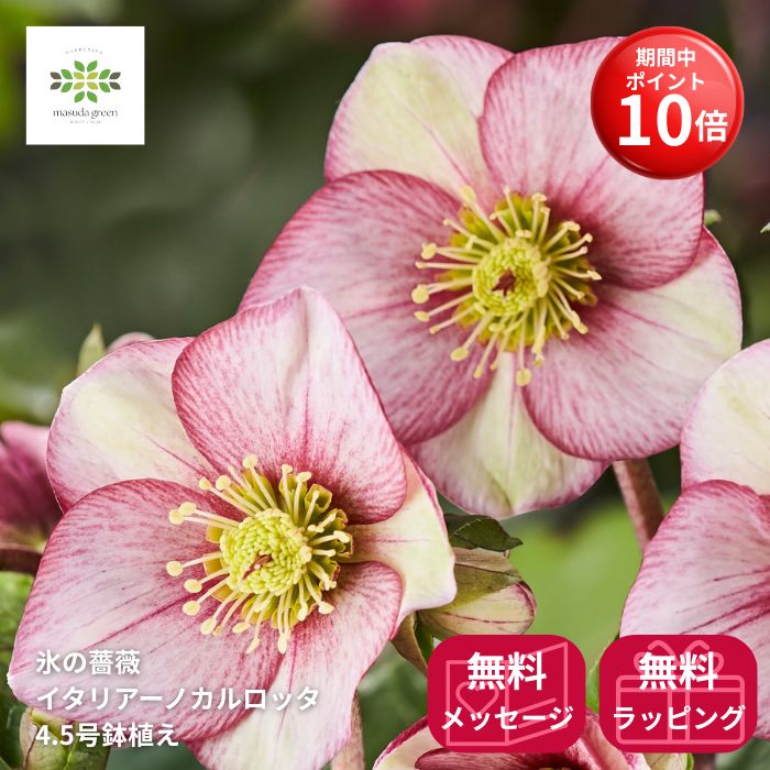 【ポイント10倍】 クリスマスローズ Ice’Nroses 氷の薔薇 イタリアーノ カルロッタ 鉢植え 4.5号 開花..