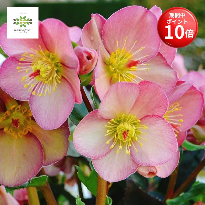 【お買い物マラソン期間 ポイント10倍】 クリスマスローズ Ice’Nroses 氷の薔薇 アーリーローズ 鉢植え 4.5号 送料無料 開花株 花付き 冬 お礼 挨拶 お祝い お歳暮 お年賀のサムネイル