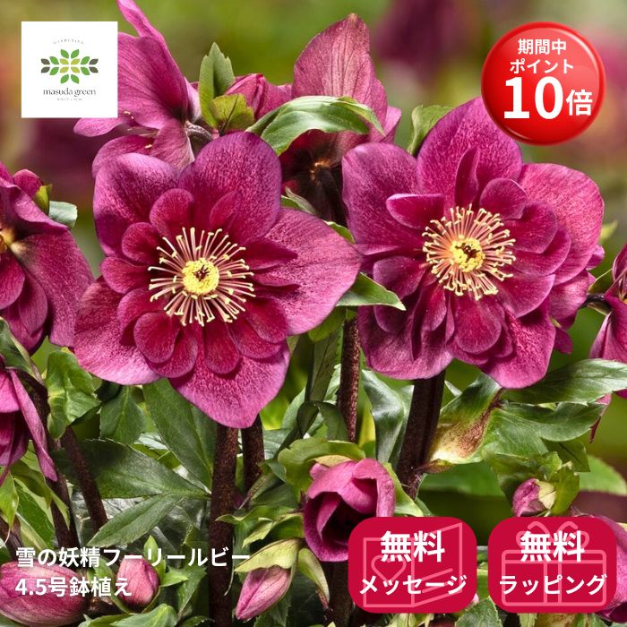 楽天市場】クリスマスローズ 雪の妖精の通販