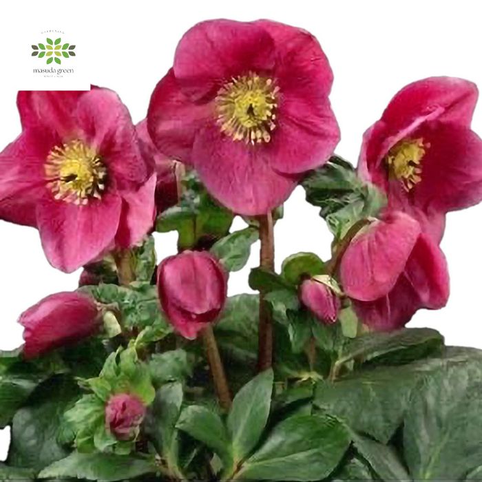 【訳あり】クリスマスローズ [新品種] 雪の妖精 ルル 4.5号 開花株 花付き 送料無料 鉢植え 鉢花 自宅用 ギフト プレゼント 贈り物 お歳暮 お年賀 冬の花 寒さに強い 育てやすいのサムネイル