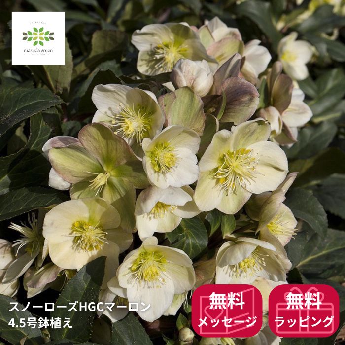 クリスマスローズ スノーローズ HGC マーロン 鉢植え 4.5号 異種間交配種 開花株 花付き 鉢植え 鉢花 ..