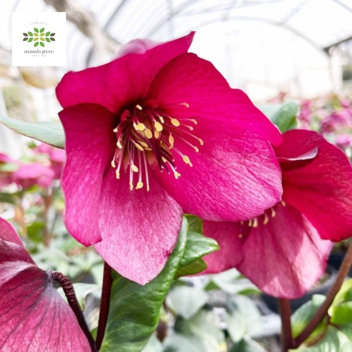 [訳あり]クリスマスローズ [新品種] 雪の妖精 レオナ 4.5号 送料無料 鉢植え 鉢花 開花株 花付き 自宅用 ギフト プレゼント 贈り物 お歳暮 お年賀 冬の花 寒さに強い 育てやすいのサムネイル