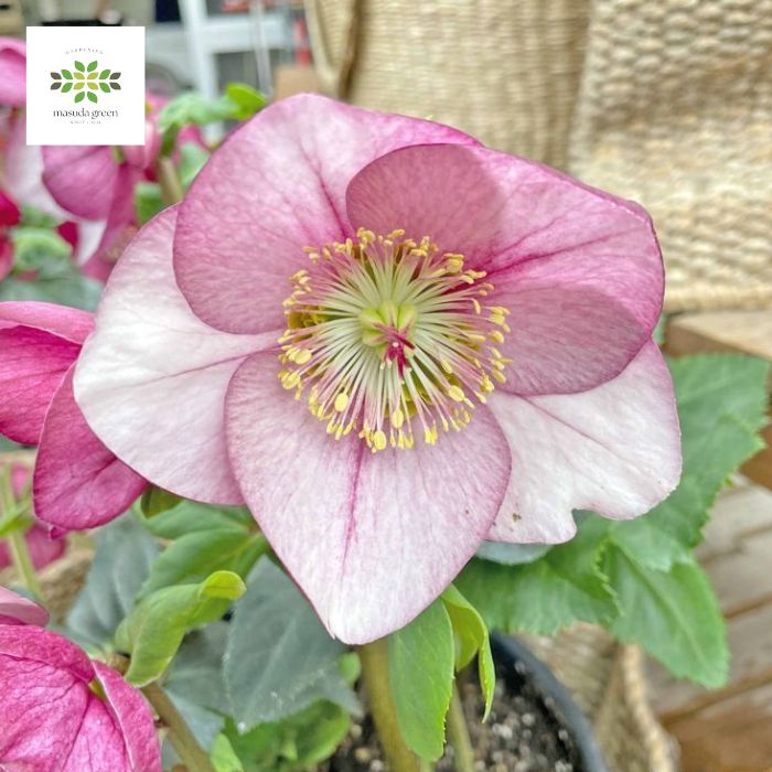 クリスマスローズ 雪の妖精 リアラ 4.5号 開花株 花付き 送料無料 新品種 鉢植え 鉢花 花鉢 花 自宅用 ギフト プレゼント 贈り物 お歳暮 お年賀 冬の花 寒さに強い 育てやすいのサムネイル