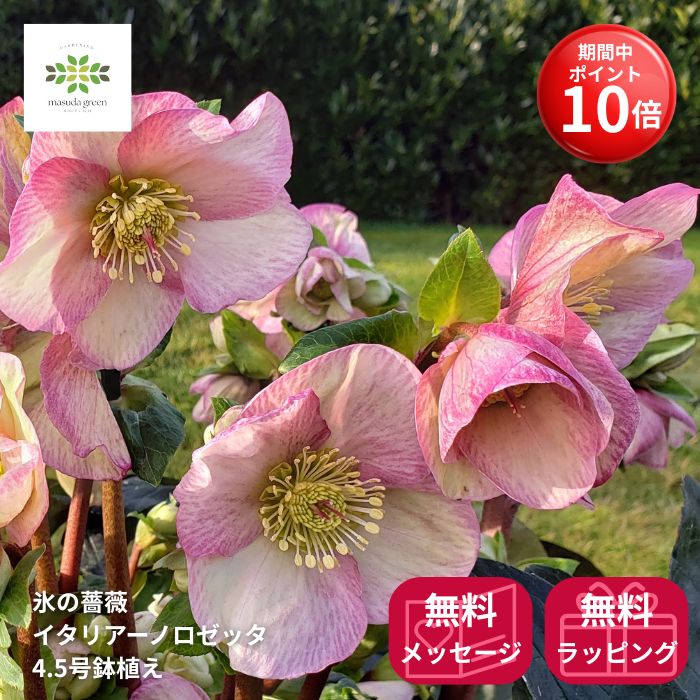 【ポイント10倍】 クリスマスローズ Ice’Nroses 氷の薔薇 イタリアーノ ロゼッタ 鉢植え 4.5号 送料無..