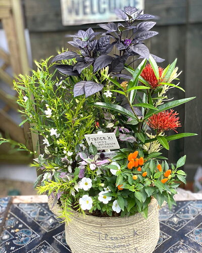 コンテナガーデン寄せ植え季節のおまかせテラコッタおまかせ寄せ植えテラコッタ冬仕様