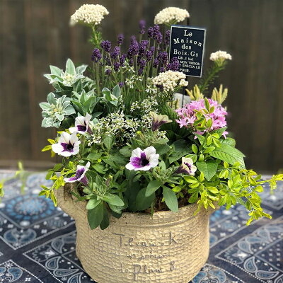 コンテナガーデン寄せ植え季節のおまかせテラコッタ
