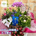 敬老の日 ミディ胡蝶蘭 カゴ寄せ ラッピング ピック付 送料無料 胡蝶蘭 コチョウラン 蘭 りんどう リンドウ 竜胆 寄せ カゴ 花 お花 プレゼント ギフト ...