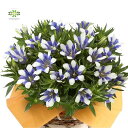 敬老の日 リンドウ 鉢植え 白寿 青紫系 5号 ラッピング カゴ付 送料無料 りんどう お花 プレゼント ギフト お祝い 贈り物 孫 長寿 長寿祈願 白寿 米寿...