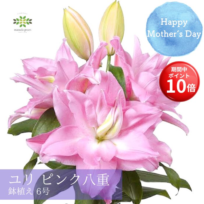 【お買い物マラソン期間 ポイント10倍】 早割 母の日 ユリ 鉢植え ピンク 八重 6号 送料無料 花粉が少ない 華やか 百合 ゆり ローズリリー ナタリア サラ オリエンタルリリー ギフト プレゼント 人気 贈り物 花 生花 希少 珍しい 鉢花 誕生日 お礼 お祝い 結婚 2026