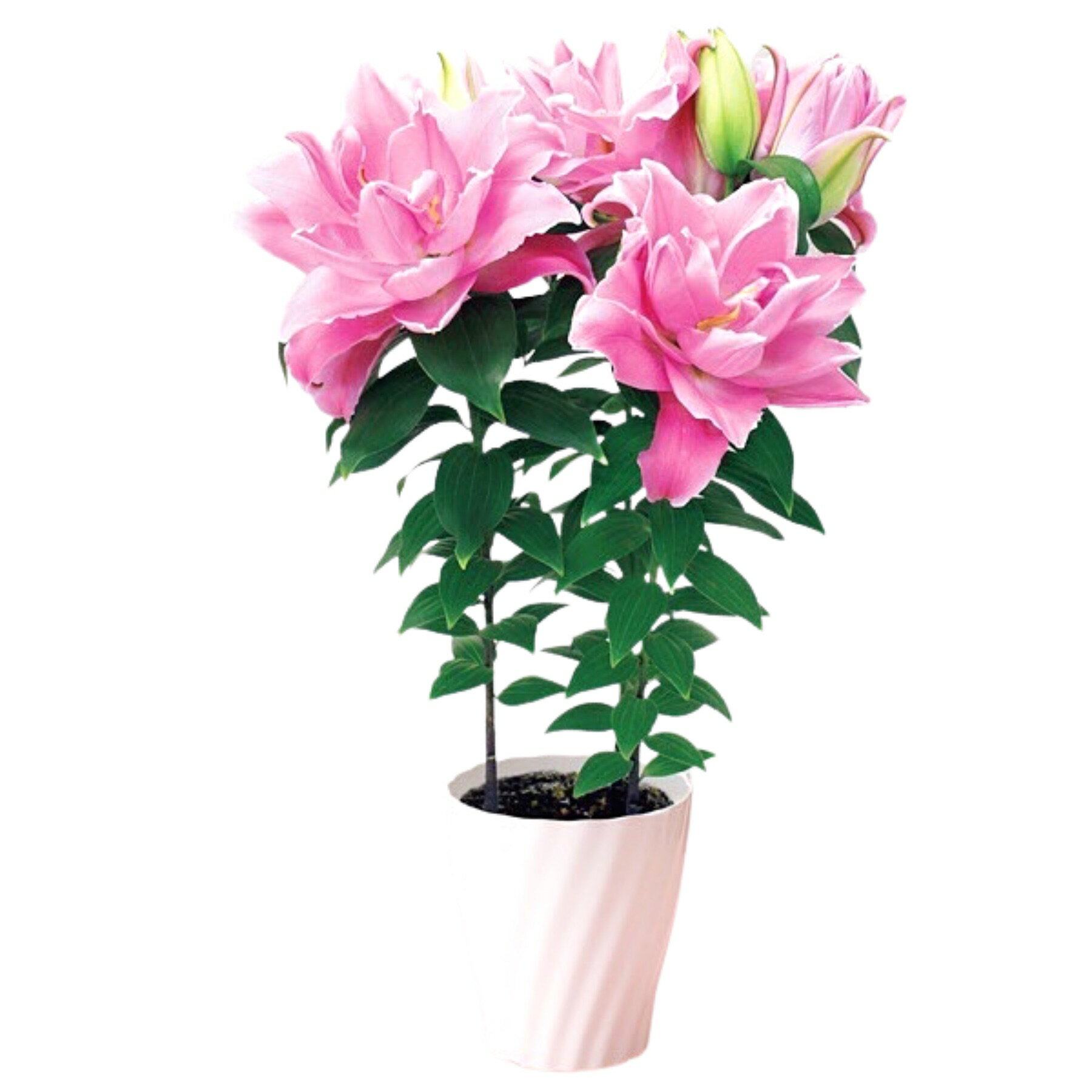 2026 母の日 ユリ 鉢植え ピンク 八重 6号 送料無料 花粉が少ない 華やか 百合 ゆり ローズリリー ナタリア サラ オリエンタルリリー ギフト プレゼント 人気 贈り物 花 生花 希少 珍しい 鉢花 誕生日 お礼 お祝い 結婚祝