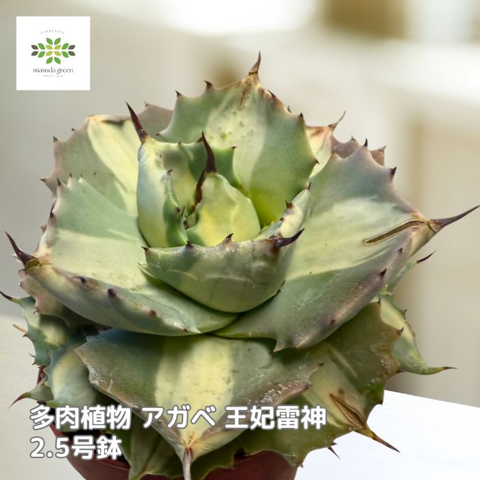 楽天市場】アガベ 王妃雷神 送料無料の通販 楽天市場】アガベ 王妃雷神 送料無料の通販