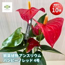 【お買い物マラソン期間 ポイント10倍】 観葉植物 アンスリウム 鉢植え バンビーノ レッド 4号 花 鉢花 花鉢 アンスリューム 赤 ガーデニング トロピカル...