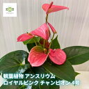 観葉植物 アンスリウム 鉢植え ロイヤルピンク チャンピオン 4号 花 鉢花 花鉢 アンスリューム ピンク ローズピンク Heart of Hawaii 空気浄...