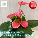 【お買い物マラソン期間 ポイント10倍】 観葉植物 アンスリウム 鉢植え ロイヤルピンク チャンピオン 4号 花 鉢花 花鉢 アンスリューム ピンク ローズピン...