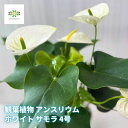 観葉植物 アンスリウム 白 鉢植え ホワイト サモラ 4号 ロング鉢 花 鉢花 花鉢 アンスリューム 中輪品種 耐寒性 Heart of Hawaii 空気浄化...