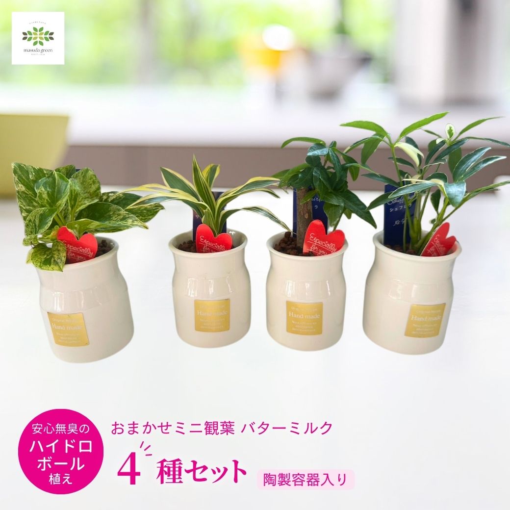 シェフレラ 観葉植物 ミニ観葉 バターミルク 4種セット ハイドロボール植え 陶製容器入 ハートピック付 観葉植物 シェフレラ ポトス サンデリアーナ パキラ フラワーバレンタイン ホワイトデー ギフト プレゼント かわいい 自宅用 リビング