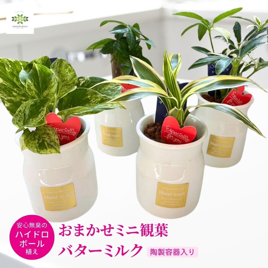 おまかせ ミニ観葉 バターミルク ハイドロボール植え 陶製容器入 ハートピック付 観葉植物 シェフレラ ポトス サンデリアーナ パキラ フラワーバレンタイン ホワイトデー プレゼント かわいい 自宅用 リビング