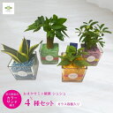 ミニ観葉 シュシュ 4種セット カラーサンド植え ガラス容器入 送料無料 観葉植物 シェフレラ ガジュマル ペペロミア サンスベリア 育てやすい 可愛い フラワーバレンタイン ホワイトデー プレゼント ギフト 自宅用 リビング