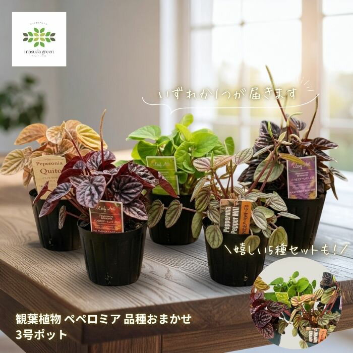 楽天市場】ペペロミア ミニの通販