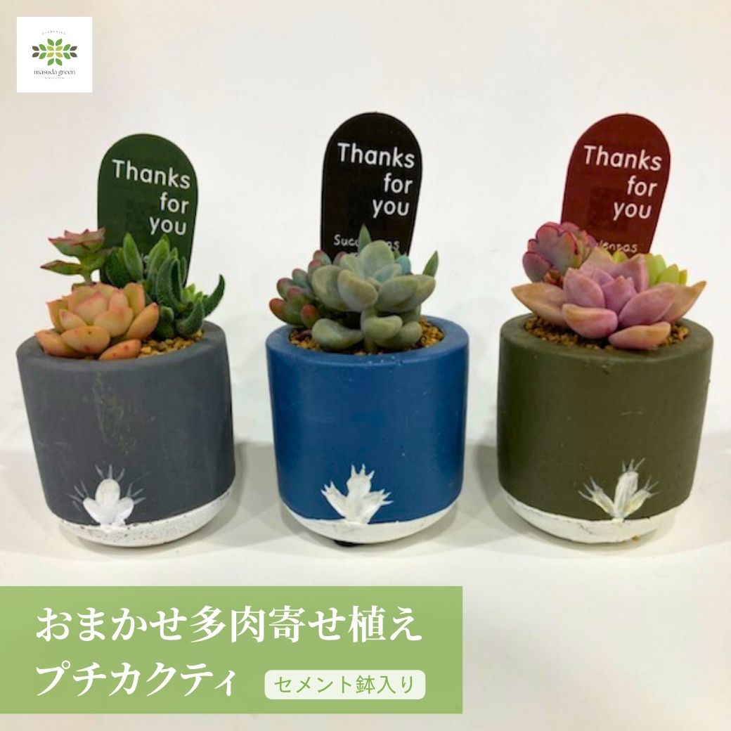 【ホワイトデー】多肉植物 寄せ植え おまかせ 寄せ植え プチカクティ セメント鉢入 かわいい 観葉 多肉 鉢植え リビング 玄関 窓 インテリア 自宅用 プレゼント ギフト お祝い お礼 母の日 誕生日 入学 卒業