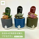 【ホワイトデー】多肉植物 寄せ植え おまかせ 寄せ植え プチカクティ セメント鉢入 かわいい 観葉 多肉 鉢植え リビング 玄関 窓 インテリア 自宅用 プレゼント ギフト お祝い お礼 母の日 誕生日 入学 卒業