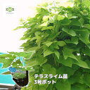 テラスライム 苗 3号ポット イポメア 観葉植物 グリーンカーテン 夏 涼しい ライムグリーン カラーリーフ つる性 夏花壇 グランドカバー 寄せ植え 耐暑性 ...