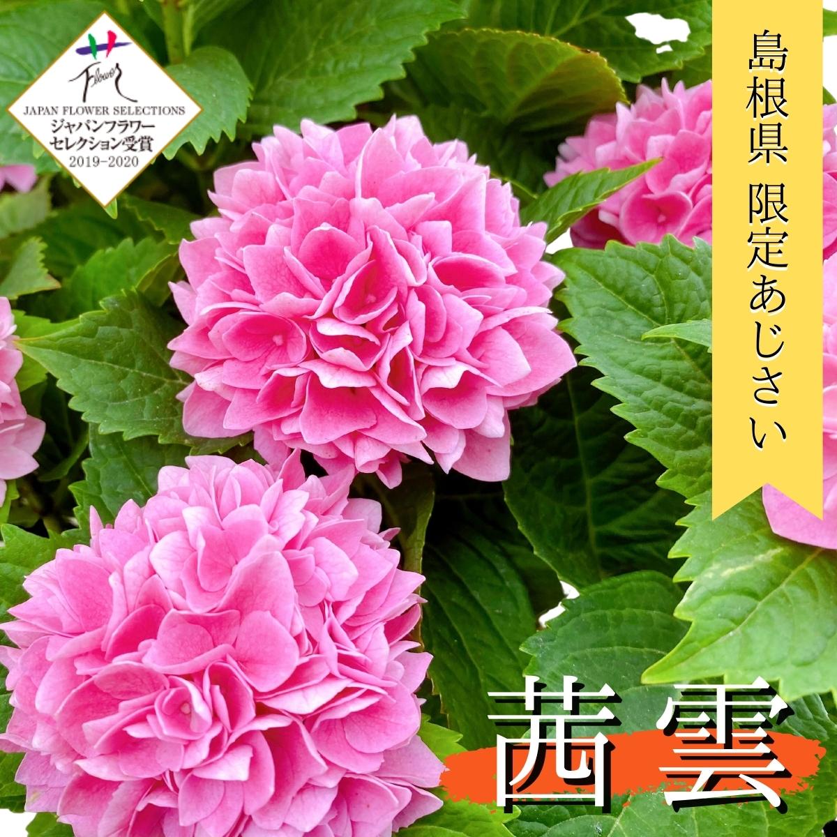 母の日 アジサイ 新品種 鉢植え 茜雲 5号 島根県限定 送料無料 紫陽花 あじさい ピンク 赤 プレゼント ギフト 母の日ギフト 人気 おすすめ 希少 贈り物 花 生花 鉢花 誕生日 お礼 お祝い 父の日 結婚祝い 珍しい 2026