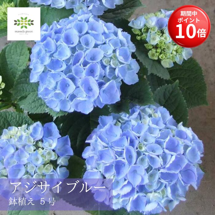 【お買い物マラソン期間 ポイント10倍】 アジサイ 鉢植え ブルー 5号 送料無料 青 あじさい 紫陽花 ご自宅用 フラワーギフト プレゼント ギフト 人気 贈り物 花 生花 鉢 鉢花 誕生日 お礼 お祝い 結婚祝い