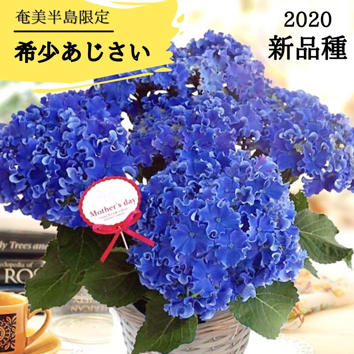 2024年 母の日 【 アジサイ 鉢植え カーリースパークル ブルー 5号 】 あじさい 紫陽花 青 母の日ギフト プレゼント ギフト 希少 珍しい 人気 おしゃれ 贈り物 花 生花 鉢植え 鉢花 誕生日 お礼 お祝い 父の日 結婚祝い 送料無料