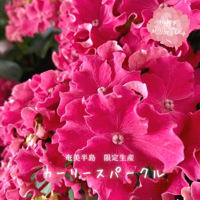 送料無料 2023年 母の日おくれてゴメンね【 アジサイ 鉢植え カーリースパークル ピンク 5号 】 あじさい 紫陽花 ギフト 希少 珍しい 人気 おしゃれ おすすめ プレゼント 贈り物 花 生花 赤 緑 鉢花 誕生日 お礼 お祝い 父の日 結婚祝い 産地限定のサムネイル