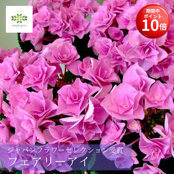 紫陽花 フェアリーアイ ＼今の早割16日まで！／【お買い物マラソン期間 ポイント10倍】 母の日 アジサイ 鉢植え フェアリーアイ ピンク 5号 送料無料 八重 ハイドランジア あじさい 紫陽花 母の日ギフト プレゼント 人気 希少 珍しい 贈り物 花 鉢 鉢花 誕生日 お礼 お祝い 華やか 2026