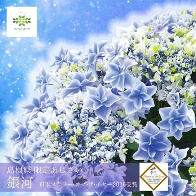 2025 母の日 アジサイ 鉢植え 銀河 5号 送料無料 島根県限定 オリジナル品種 新品種 ブルー 青 あじさい 紫陽花 ギフト プレゼント 人気 おすすめ 希少 珍しい 贈り物 花 生花 鉢花 誕生日 お礼 お祝い 結婚祝い