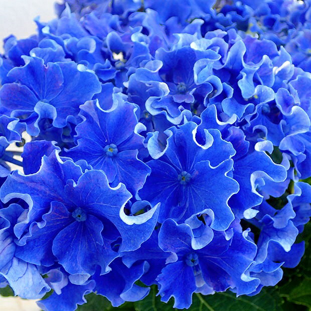 2026 ����� �������� ȭ���� �����꡼���ѡ����� �֥롼 5�� ����̵�� �������� ���۲� �� ���ե� �ץ쥼��� ���� ������ �͵� ������� £��ʪ �� ���� ȭ���� ȭ�� ������ ���� ���ˤ� ����� ����� �뺧�ˤ�