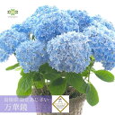 紫陽花 万華鏡 母の日 アジサイ 鉢植え 万華鏡 ブルー 5号 送料無料 大人気 紫陽花 あじさい 島根県限定 産地限定 希少品種の紫陽花！フラワー・オブ・ザ・イヤー受賞の銘花！ 母の日ギフト プレゼント