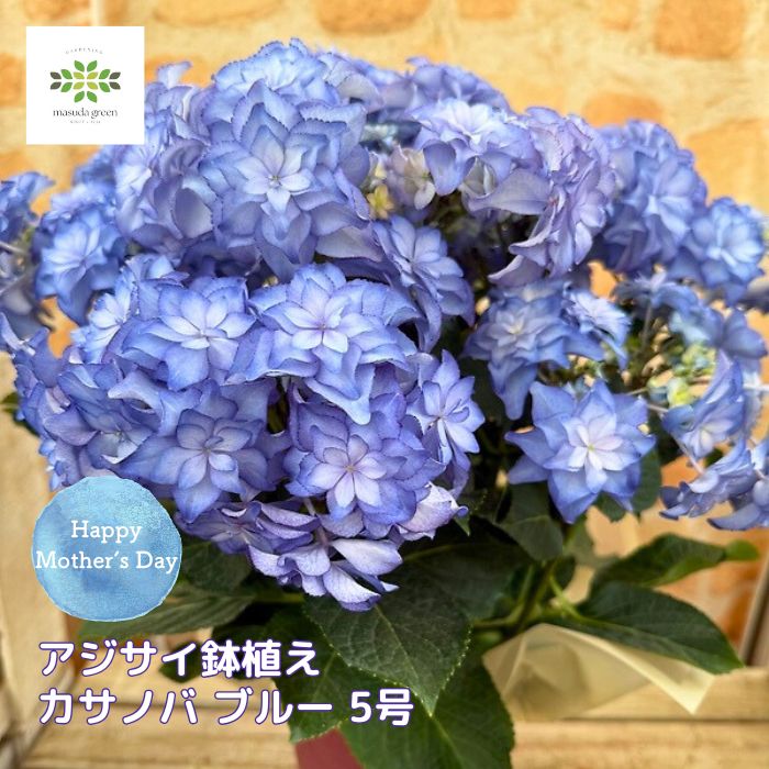 樂天商城 - 母の日 ガクアジサイ 八重咲 カサノバ ブルー 5号 鉢植え 送料無料 数量限定 母の日ギフト ギフト プレゼント お祝 贈り物 花 生花 鉢花 誕生日 お礼
