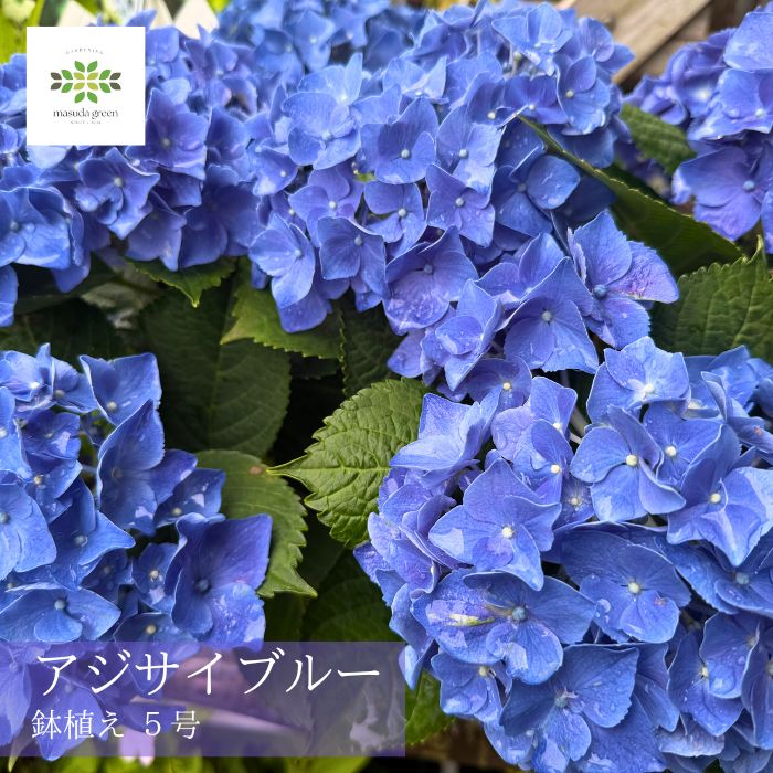 2026 母の日 アジサイ 鉢植え ブルー 