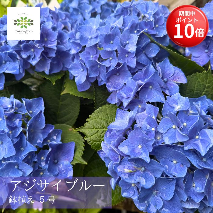 【お買い物マラソン期間 ポイント10倍】 早割 母の日 アジサイ 鉢植え ブルー 5号 送料無料 品種おまかせ 青 あじさい 紫陽花 母の日ギフト フラワーギフト プレゼント ギフト 人気 贈り物 花 生花 鉢 鉢花 誕生日 お礼 お祝い 結婚祝い 2026