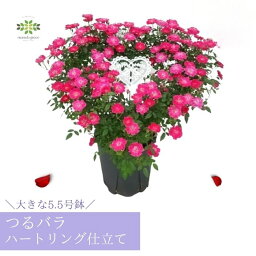 ミニバラ 花の鉢植え ＼ 特別早割 4/30まで／ 母の日 つるバラ 鉢植え ハート リング仕立て 5.5号 送料無料 バラ ばら 薔薇 ミニバラ ピンク 母の日ギフト プレゼント 贈り物 鉢 ガーデニング 花 生花 人気 ローズ 可愛い 誕生日 お礼 お祝い 父の日 結婚祝い