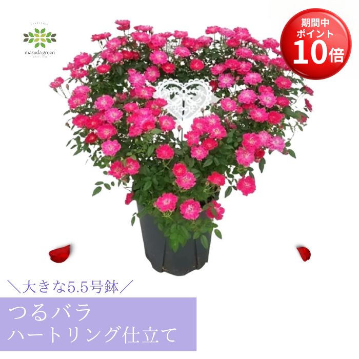 【お買い物マラソン期間 ポイント10倍】 早割 母の日 つるバラ 鉢植え ハート リング仕立て 5.5号 送料無料 バラ ばら 薔薇 ミニバラ ピンク 母の日ギフト プレゼント 贈り物 鉢 ガーデニング 花 生花 人気 ローズ 可愛い 誕生日 お礼 お祝い 結婚祝い 2026
