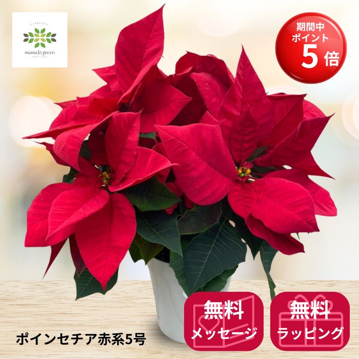 【BLACK FRIDAY期間 ポイント5倍】 ポインセチア 鉢植え 赤系 5号 送料無料 花鉢 鉢花 花 生花 クリス..