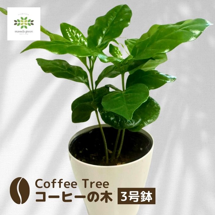 楽天市場】コーヒーの木 苗木の通販