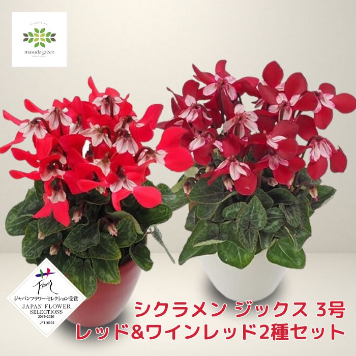 ミニシクラメン 苗 ジックス 3号ポット レッド ワインレッド 2種セット 花苗 花 希少 JFY受賞 下向きの花びら 連続開花性 花壇 庭植え 鉢 寄せ植え 耐寒性 小さい 秋 冬