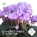 ミニシクラメン 苗 ドラゴン ライトブルー 3号ポット 10月初旬より 花苗 花 世界初 F1品種 希少 FTA受賞 JFY受賞 花壇 庭植え 鉢 寄せ植え 耐寒性 小さい 秋 冬
