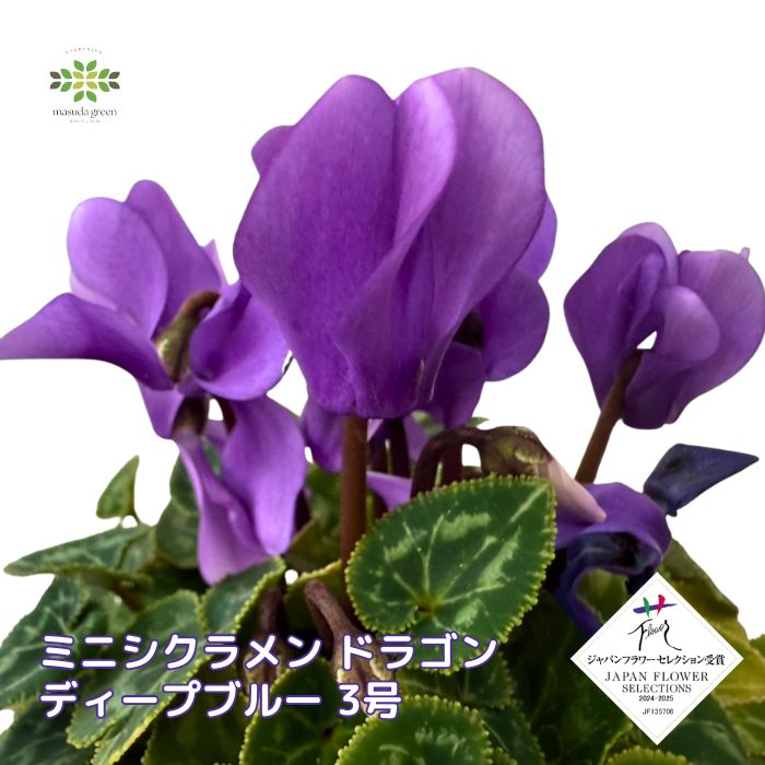 ミニシクラメン 苗 ドラゴン ディープブルー 3号ポット 花苗 花 世界初 F1品種 希少 FTA受賞 JFY受賞 花壇 庭植え 鉢 寄せ植え 耐寒性 小さい 秋 冬 ガーデンシクラメンのサムネイル