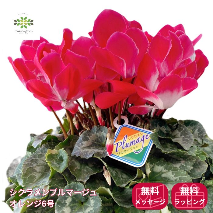 【重要】こちらはご予約商品につき、12月初旬より順次発送予定です。入荷次第発送するため、お届け日は指定できません。 冬の間に華やかな花を咲かせてくれるシクラメンは、ハートの形をした葉っぱが特徴で、花径3センチから5センチほどの花を咲かせます。 花色は、定番の赤やピンク、白だけでなく、オレンジ、黄色、紫もあります。 また、品種改良が盛んに行われていて、形・大きさも品種によって異なります。 一般的に園芸用の鉢花として育てられているシクラメンは、18世紀から栽培が始まったペルシカムという品種が元になっています。 商品名 シクラメン 鉢植え6号 プルマージュオレンジ サイズ 幅350mm × 奥行350mm × 高さ400mm 花鉢：6号（直径約18cm） 原産地：日本 ギフト配送 ・ギフト配送承ります。ラッピングとメッセージカードは選択肢よりお選びください。 ・ギフトの場合納品書は同送いたしません。 メーカー マスダグリーン 注意事項 ・【重要】こちらはご予約商品につき、12月初旬より順次発送予定です。入荷次第発送するため、お届け日は指定できません。 ・メッセージカードは全角90文字以内でお書きください。 ・植物ですので到着後はすぐに開封してください。 ・植物の特性上、イメージと多少異なる場合もございます。 ・花の数や葉のボリューム・全体の形や色は植物の成長により個体差があります。何卒ご了承ください。 ・万が一商品に不備があった場合は、お手数ですがお届け日の翌日までにご連絡をお願いいたします。商品の状態を撮影し、当店へメールでお送りください。お届け日の2日後以降にご連絡いただいた場合、返金・返品対応はいたしかねますので、予めご了承いただきますようお願い申し上げます。 《↓↓↓シクラメンのお世話に必要な土はこちらから↓↓↓》■商品概要 商品：シクラメン 鉢植え6号 プルマージュオレンジ サイズ：幅35cm × 奥行35cm × 高さ40cm 花鉢：6号（直径約18cm） 原産地：日本 ■シクラメンとは？ 学名「Cyclamen（シクラメン）」は、球根の丸い姿から、ギリシア語で円を意味する「kiklos（キクロス）」が語源になったともいわれます。 「プルマージュ」という品種名はフランス語で「羽」という意味です。 旬の季節：　冬 開花時期：　10月～4月 出回り時期：　10月～5月（最盛期は11～12月） 花持ち期間：　5～7日程度 冬の間に華やかな花を咲かせてくれるシクラメンは、ハートの形をした葉っぱが特徴で、花径3センチから5センチほどの花を咲かせます。 花色は、定番の赤やピンク、白だけでなく、オレンジ、黄色、紫もあります。 また、品種改良が盛んに行われていて、形・大きさも品種によって異なります。 一般的に園芸用の鉢花として育てられているシクラメンは、18世紀から栽培が始まったペルシカムという品種が元になっています。 ■シクラメンの花言葉 シクラメン全般の花言葉は、「遠慮」「気後れ」「内気」「はにかみ」 赤いシクラメンの花言葉は、「嫉妬」 白いシクラメンの花言葉は、「清純」 ピンクのシクラメンの花言葉は、「憧れ」「内気」「はにかみ」 シクラメンの英語の花言葉は、「timid hope（遠慮がちな期待）」「shyness（内気、はにかみ）」「resignation and good-bye（退職と別れの言葉）」  花言葉は、雨から花粉を守るために下向きに咲くシクラメンの花が、恥らっているように見えることに由来します。 ■シクラメンの育て方 置き場所 レースカーテン越し程度の日照りが適しています。 暗い場所に飾る場合は、1週間に1、2度日向に出したり、窓辺に置きましょう。 日の光が足りないと弱々しくなり、花が咲きづらくなります。 水やり 土の表面が乾いたら、鉢底から流れ出るまでたっぷりと水やりを行ってください。 シクラメン自体に水がかからないように、鉢のフチから静かに与えます。 温度管理 10℃〜18℃が最適です。 暖房のある部屋に置く場合は、温風が直接当たらないようにして下さい。 5℃以下の寒い場所はなるべく避けましょう。 肥料やり 花をたくさん咲かせるために、追肥として肥料を定期的に与えます。 草花用の肥料をご用意ください。 購入後1か月は追肥の必要はありませんが、その後は市販の液体肥料か固形肥料を1か月に1〜2回程度与えてください。 与えすぎに注意しましょう。 肥料の使用方法、濃度、頻度は肥料の記載事項を参考にしてください。 花摘み 咲き終わった花や枯葉は病気の原因にもなるので、こまめに摘み取りましょう。 茎ごと根元からねじるようにして引き抜くと、きれいに根元から取り除くことができます。 翌年以降も咲かせるために"休眠"をさせましょう シクラメンが花を咲かせるのは10月から4月にかけてです。 5月ごろから花は減り始め、梅雨の時期には花や茎もほぼ枯れているはずです。 残っている葉は根元からねじってカットしましょう。 水も肥料も与えないようにし、カラカラに乾燥させるのがコツです。 そのまま日が当たらず雨に降られない風通しのよい場所に置いておきます。 9月になったら前年より一回り大きな鉢を用意し、植え替え作業を行ってください。 ■ご用途 プレゼントとしてもご利用いただけます。 ・商品はお花専用のBOXに入れ、丁寧に梱包し、ギフト用として安全に梱包いたします。 ・メッセージカードをおつけできます。ご購入時に「備考欄」へメッセージの文面をご記入ください。カードのデザインは当店のおまかせとなります。 ・無料でラッピングを承ります。ラッピングデザインは当店のおまかせとなります。 ＜ちょっとした贈り物に＞ ギフト・プチギフト・プレゼント・お礼・お返し・手土産 ＜季節の贈り物として＞ クリスマスプレゼント・お歳暮・お年賀 ＜お祝い事などの贈り物に＞ 誕生日・記念日 ■注意事項 / その他 ・到着後はすぐに開封し、水を与えてください。 ・夜は室内で管理してください。 ・画像はイメージです。個体差や季節により、画像とは姿・形が異なります。 ・花色(複色コントラスト共)はおまかせとなります。 ・商品の性質上、北海道、沖縄県、離島へのお届けはできません。